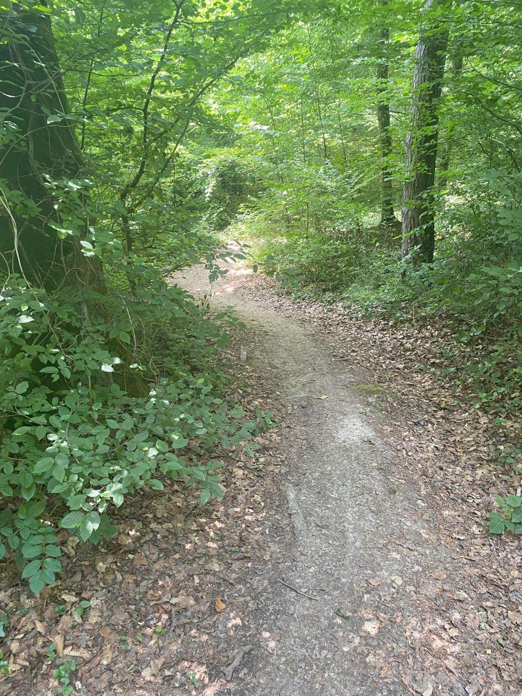 Img 3923