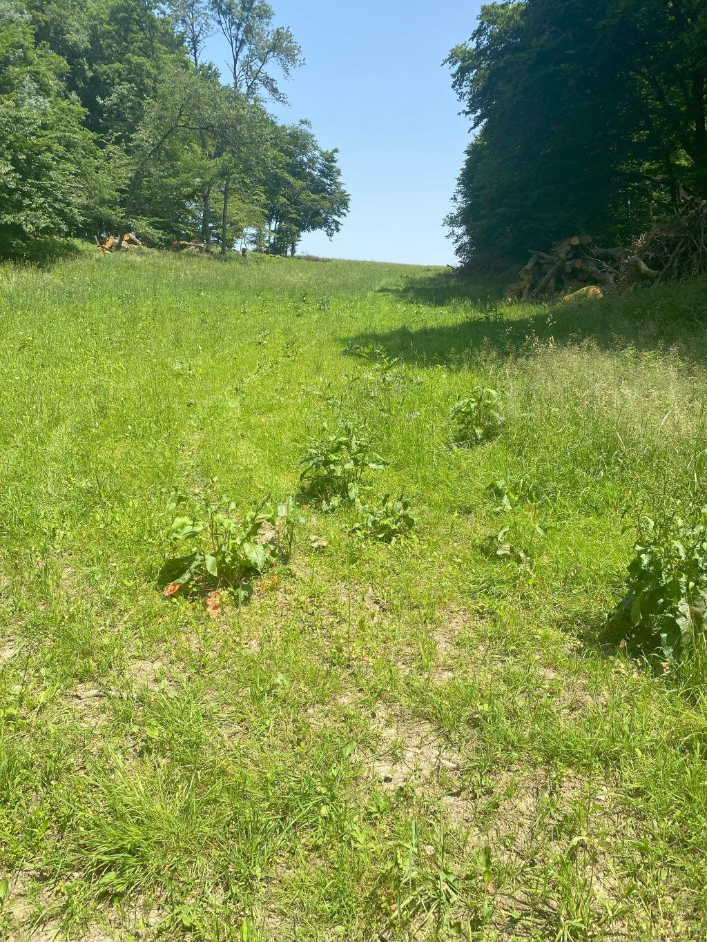 Img 3929